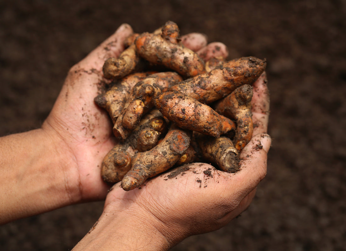 Guide to Turmeric Farming, Planting, Care and Harvesting - Preparatory Phase