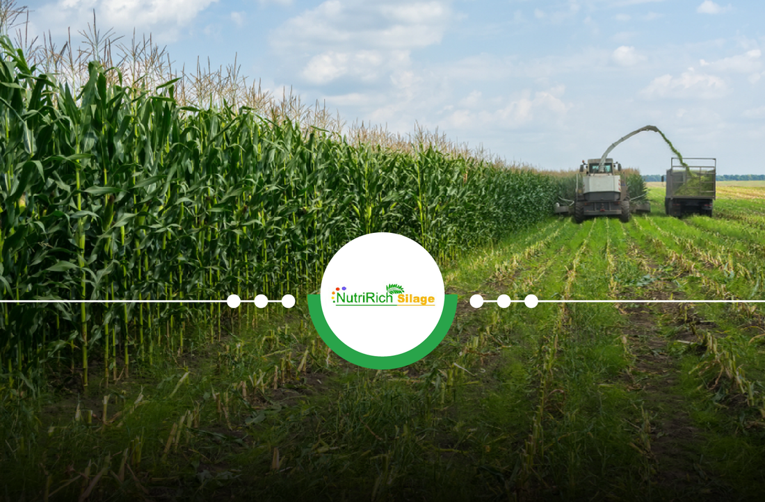 How is Silage an effective solution to fill the deficit of fodder ?