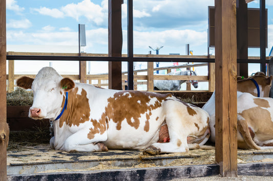 Cow Comfort and Why it Matters