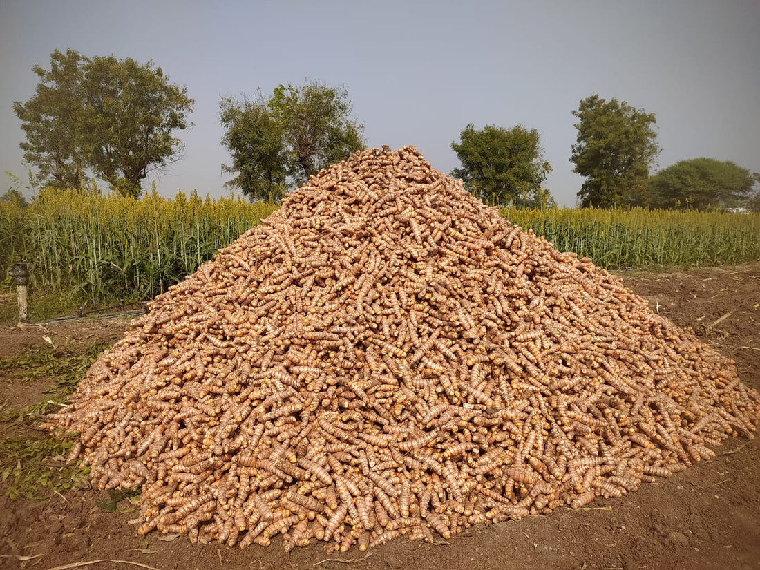 Guide to Turmeric Farming, Planting, Care and Harvesting - Harvesting and Preserving Methods
