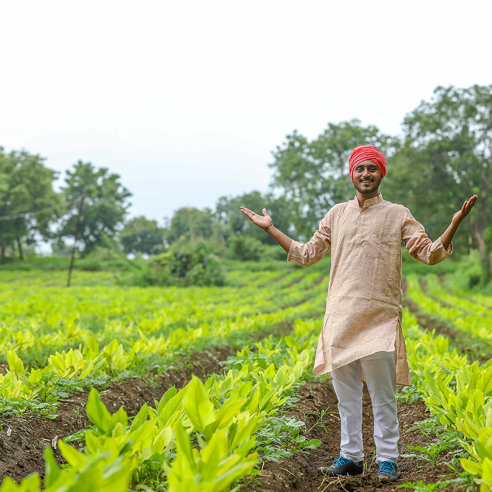 Guide to Turmeric Farming, Planting, Care and Harvesting - Plantation Phase